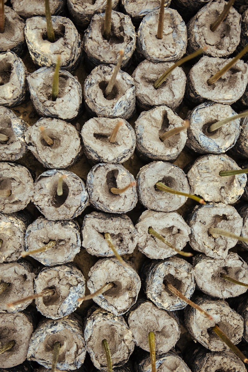 Close-up of small cylindrical seed starting pots with green shoots emerging.