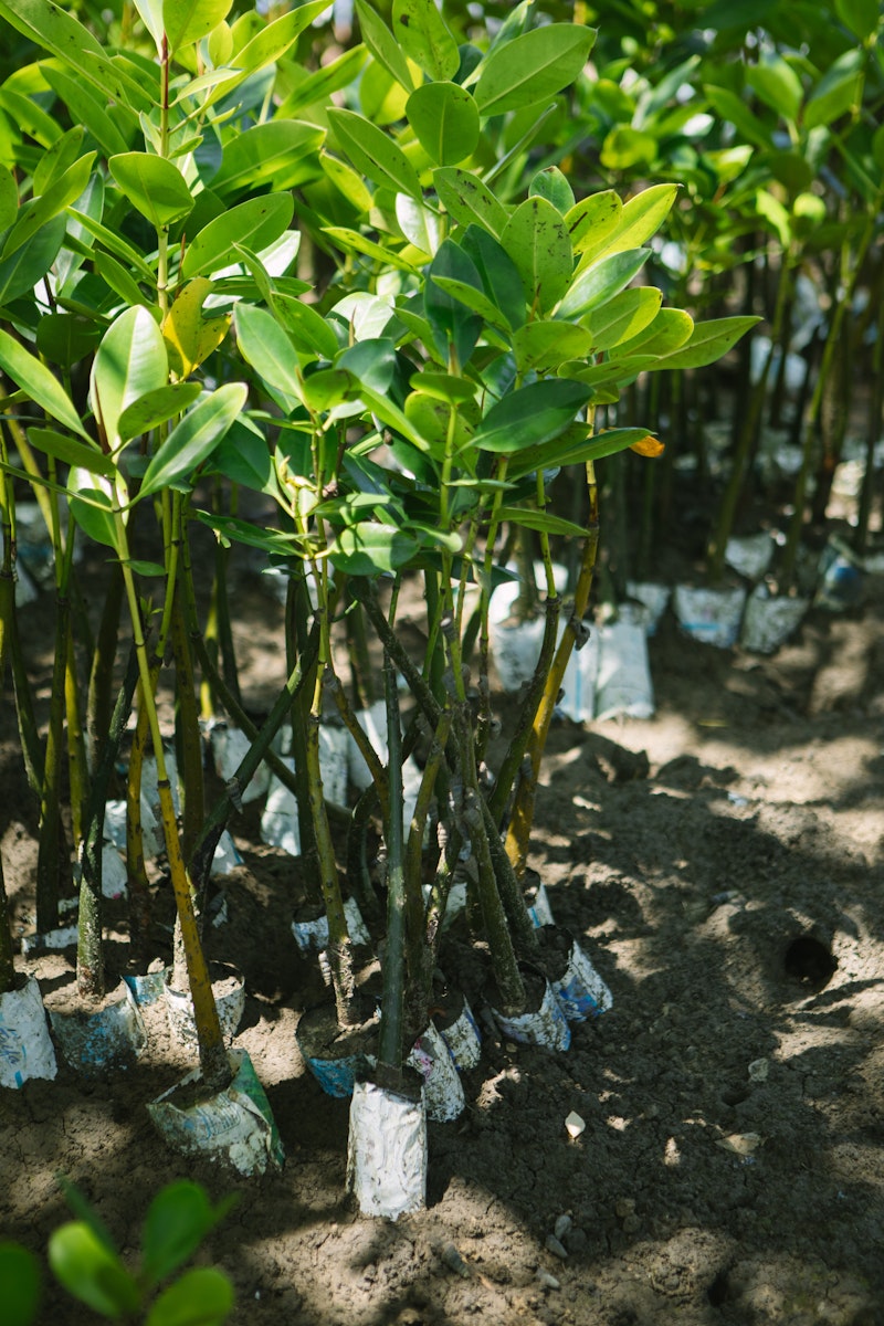 Young trees with white protective bands in a nursery setting