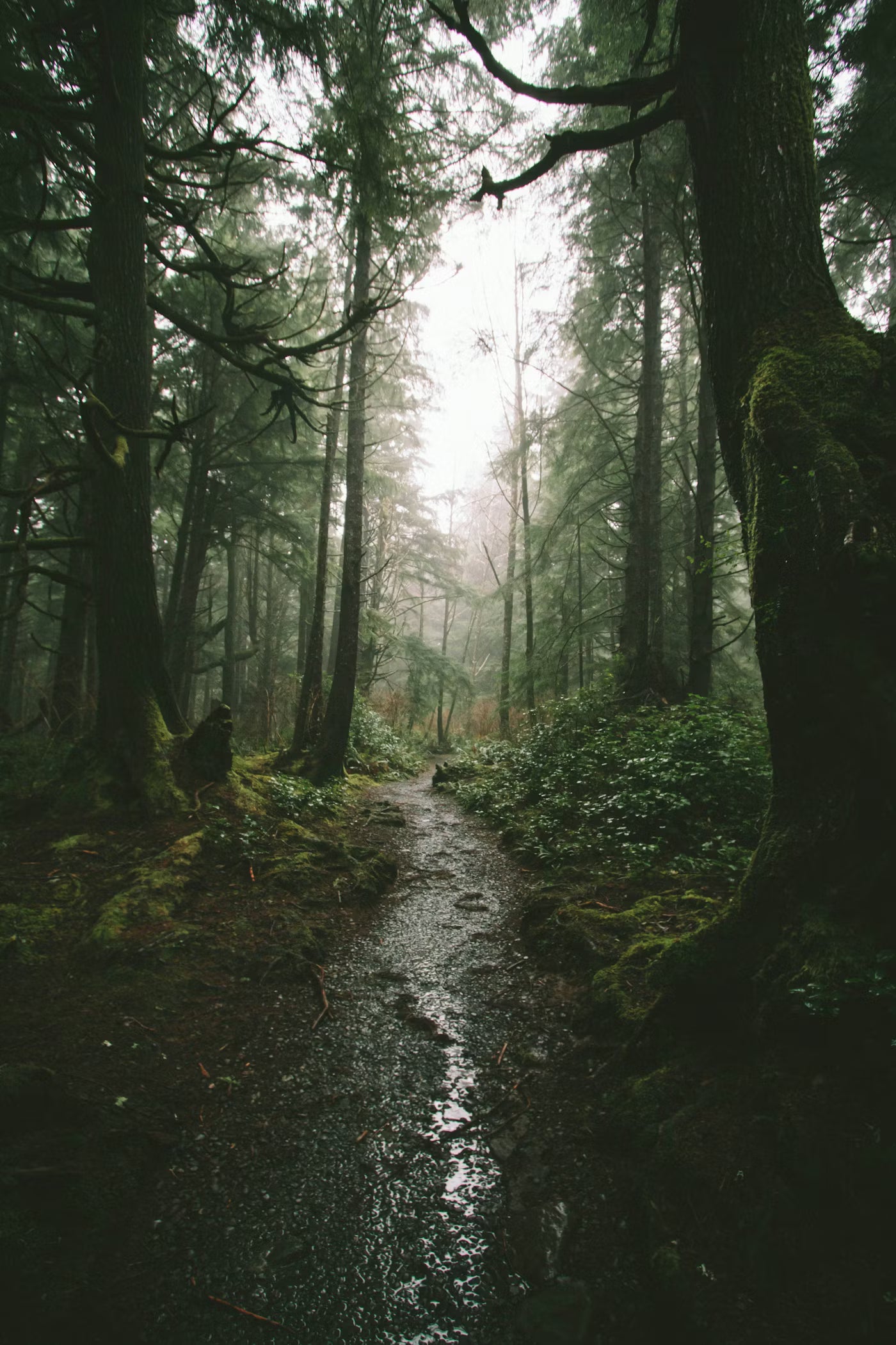 Wet forest path surrounded by tall trees with a misty atmosphere