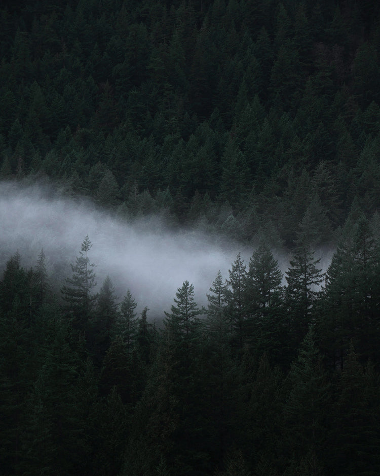 Low mist drifting through a dark pine forest